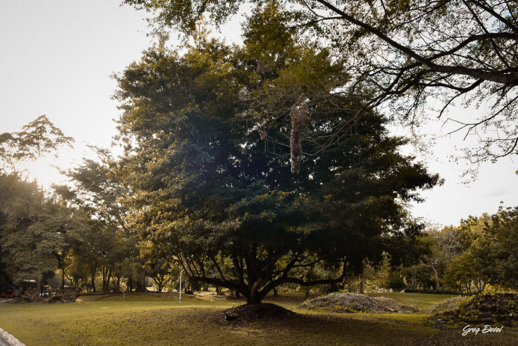 Requisitos para solicitar permiso para sesión de fotos en el Jardín Botánico de Santo Domingo, República Dominicana